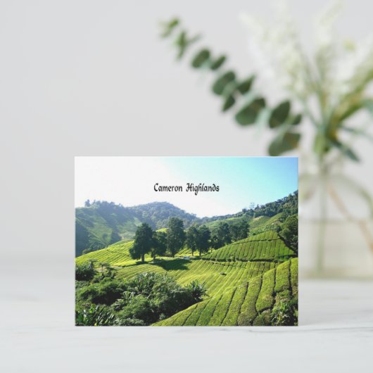 Cameron Highlands, Tea Plantation, Maleisië Briefkaart (Staand voorkant)