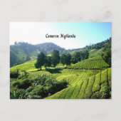 Cameron Highlands, Tea Plantation, Maleisië Briefkaart (Voorkant)
