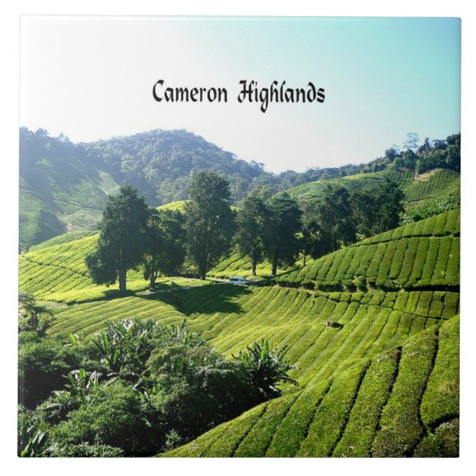 Cameron Highlands, Tea Plantation, Maleisië Tegeltje (Voorkant)