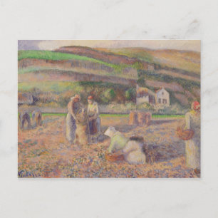 Camille Pissarro   Aardappeloogst Briefkaart