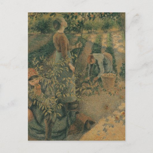 Camille Pissarro | Apple Pickers, 1886 Briefkaart (Voorkant)