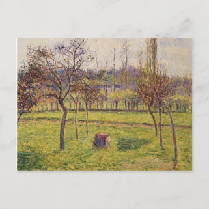 Camille Pissarro- Apple Trees in een Gebied Briefkaart