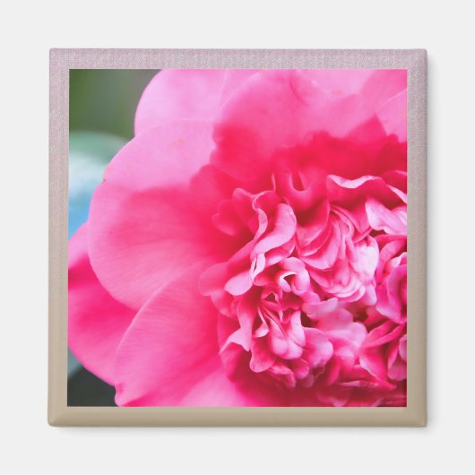 Camillia artistieke roze bloem magneet (Voorkant)