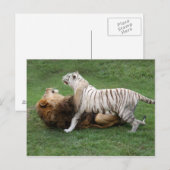 CamNzabu006 Briefkaart (Voorkant / Achterkant)