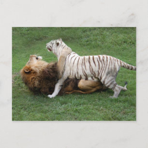 CamNzabu006 Briefkaart
