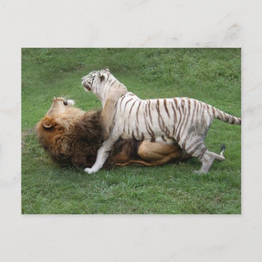 CamNzabu006 Briefkaart (Voorkant)