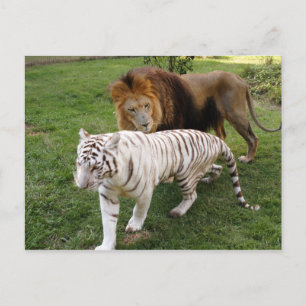 CamNzabu030 Briefkaart