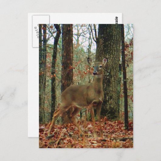 Camo, Camouflage Deer Briefkaart (Voorkant / Achterkant)