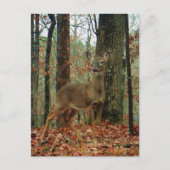 Camo, Camouflage Deer Briefkaart (Voorkant)