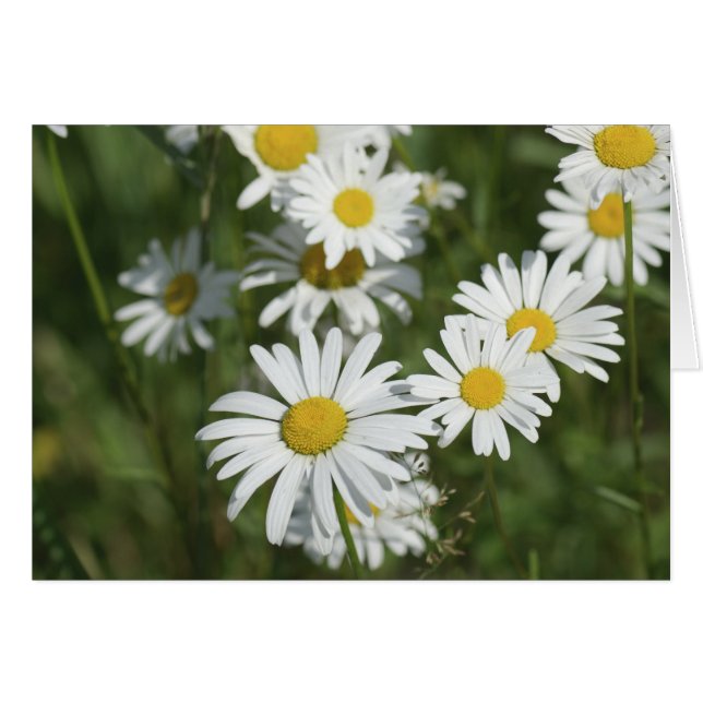 Camomiles (Voorkant Horizontaal)