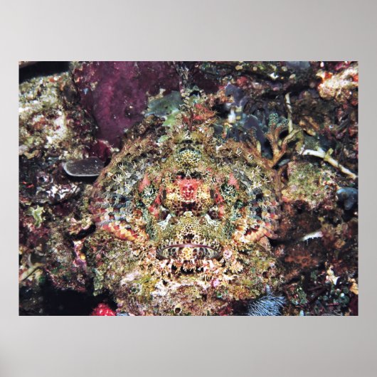 Camouflaed Scorpionfish Poster (Voorkant)