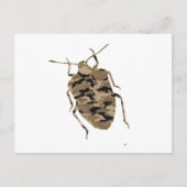 Camouflage Cockroach Silhouette Briefkaart (Voorkant)