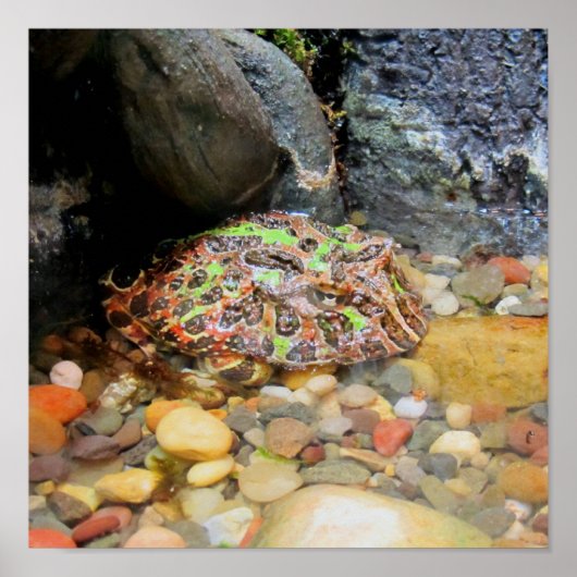 Camouflage Kikker Poster (Voorkant)
