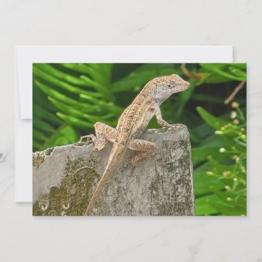 Camouflage Master Notitiekaartje (Voorkant)