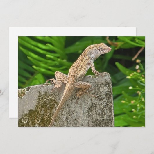 Camouflage Master Notitiekaartje (Voorkant / Achterkant)