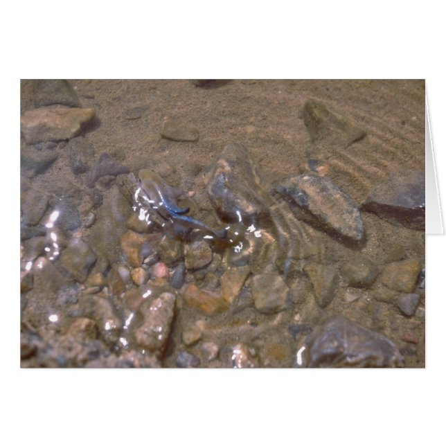Camouflage met de bodem van de rivier (Voorkant Horizontaal)