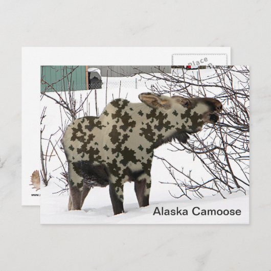 Camouflage Moose Briefkaart (Voorkant / Achterkant)
