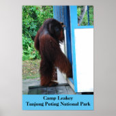 Camp Leakey Tanjung Nationaal Park Borneo Poster (Voorkant)
