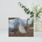 Camp Verde Geese Briefkaart (Staand voorkant)