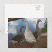 Camp Verde Geese Briefkaart (Voorkant / Achterkant)