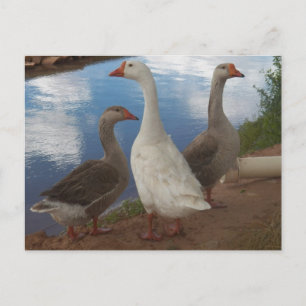 Camp Verde Geese Briefkaart