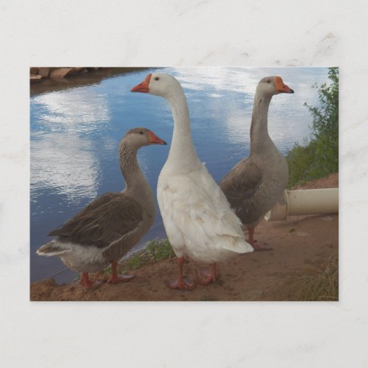 Camp Verde Geese Briefkaart (Voorkant)