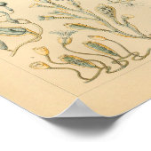  Campanariae Color Ernst Haeckel Art Print (Hoek)