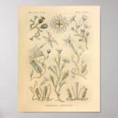  Campanariae Color Ernst Haeckel Art Print (Voorkant)