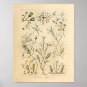  Campanariae Color Ernst Haeckel Art Print