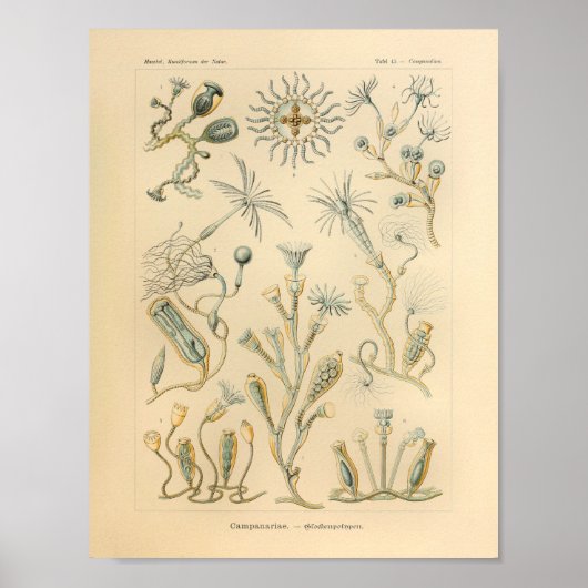  Campanariae Color Ernst Haeckel Art Print (Voorkant)