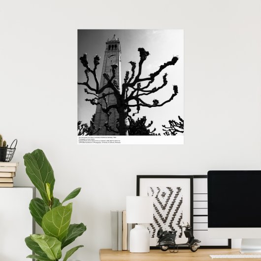 Campanile from Plaza, UC Berkeley, 1964 Poster (Thuiskantoor)