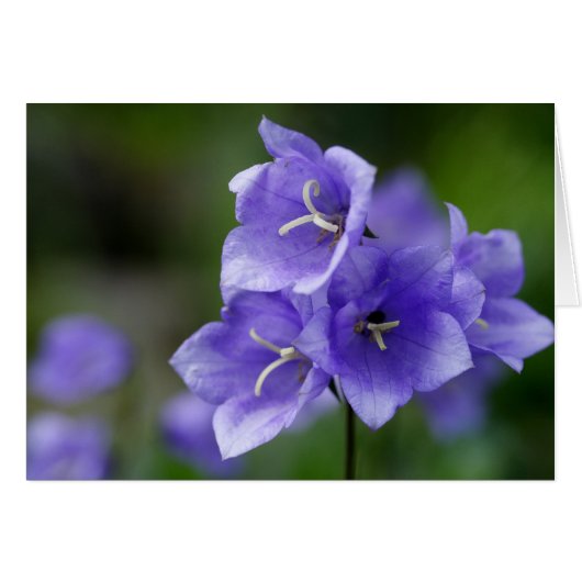 Campanula (Voorkant Horizontaal)