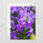 Campanula Alpenblue [Briefkaart] Briefkaart (Voorkant / Achterkant)