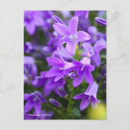 Campanula Alpenblue [Briefkaart] Briefkaart