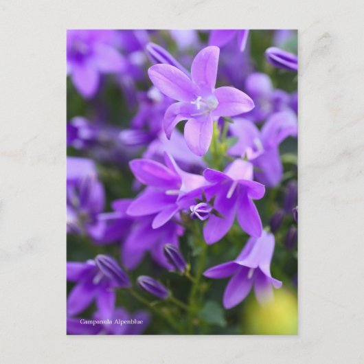 Campanula Alpenblue [Briefkaart] Briefkaart (Voorkant)