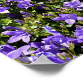 Campanula bloemen poster (Hoek)