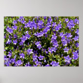 Campanula bloemen poster (Voorkant)