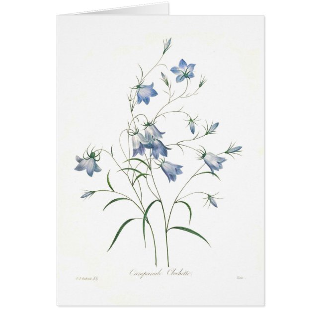 Campanula clochette (Voorkant)