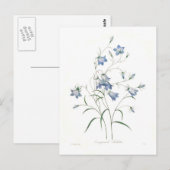 Campanula clochette briefkaart (Voorkant / Achterkant)
