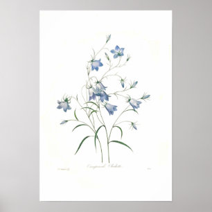 Campanula clochette poster