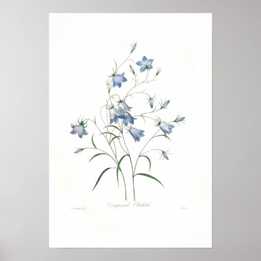 Campanula clochette poster (Voorkant)