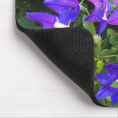 Campanula Cluster (blauwe ballonbloemen) — Muismat (Hoek)