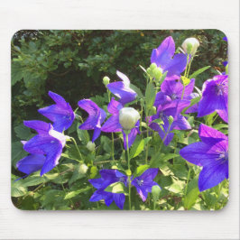 Campanula Cluster (blauwe ballonbloemen) — Muismat