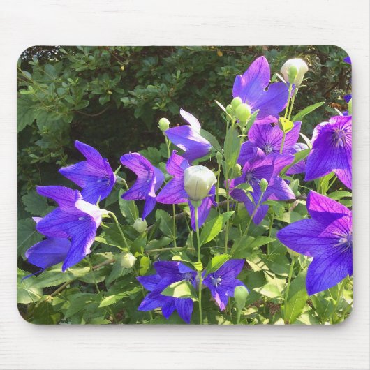 Campanula Cluster (blauwe ballonbloemen) — Muismat (Voorkant)