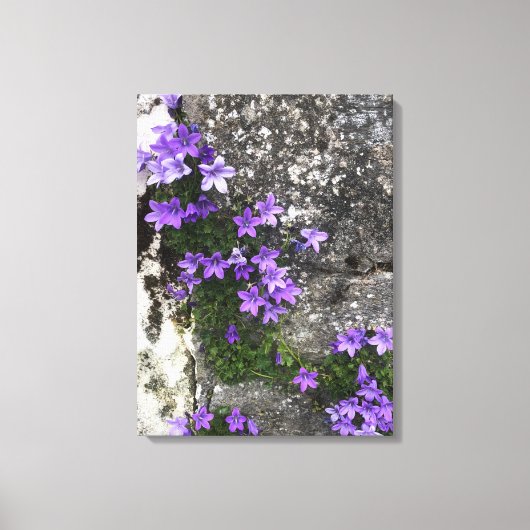 Campanula Flowers die op een muur groeien Canvas Afdruk (Voorkant)