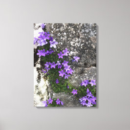 Campanula Flowers die op een muur groeien Canvas Afdruk
