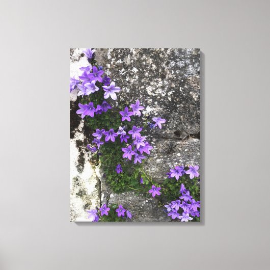 Campanula Flowers die op een muur groeien Canvas Afdruk (Voorkant)