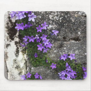 Campanula Flowers die op een muur groeien Muismat