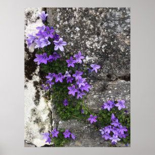 Campanula Flowers die op een muur groeien Poster
