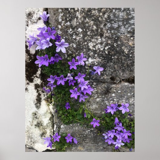 Campanula Flowers die op een muur groeien Poster (Voorkant)